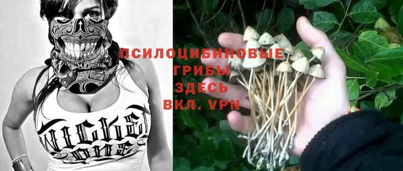 Псилоцибиновые грибы MAGIC MUSHROOMS  omg tor  Дятьково 